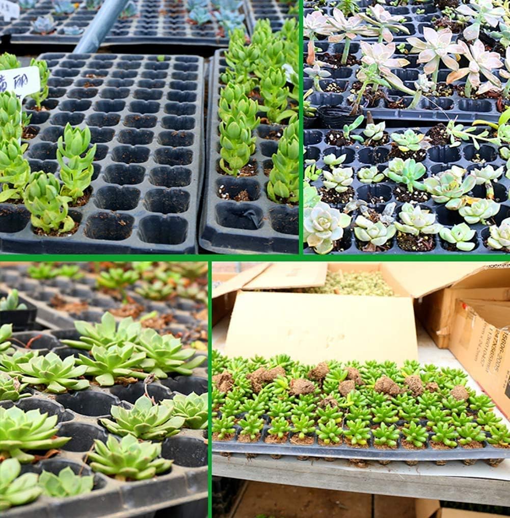 24-Cell Seed Starter Tray with Humidity Dome
