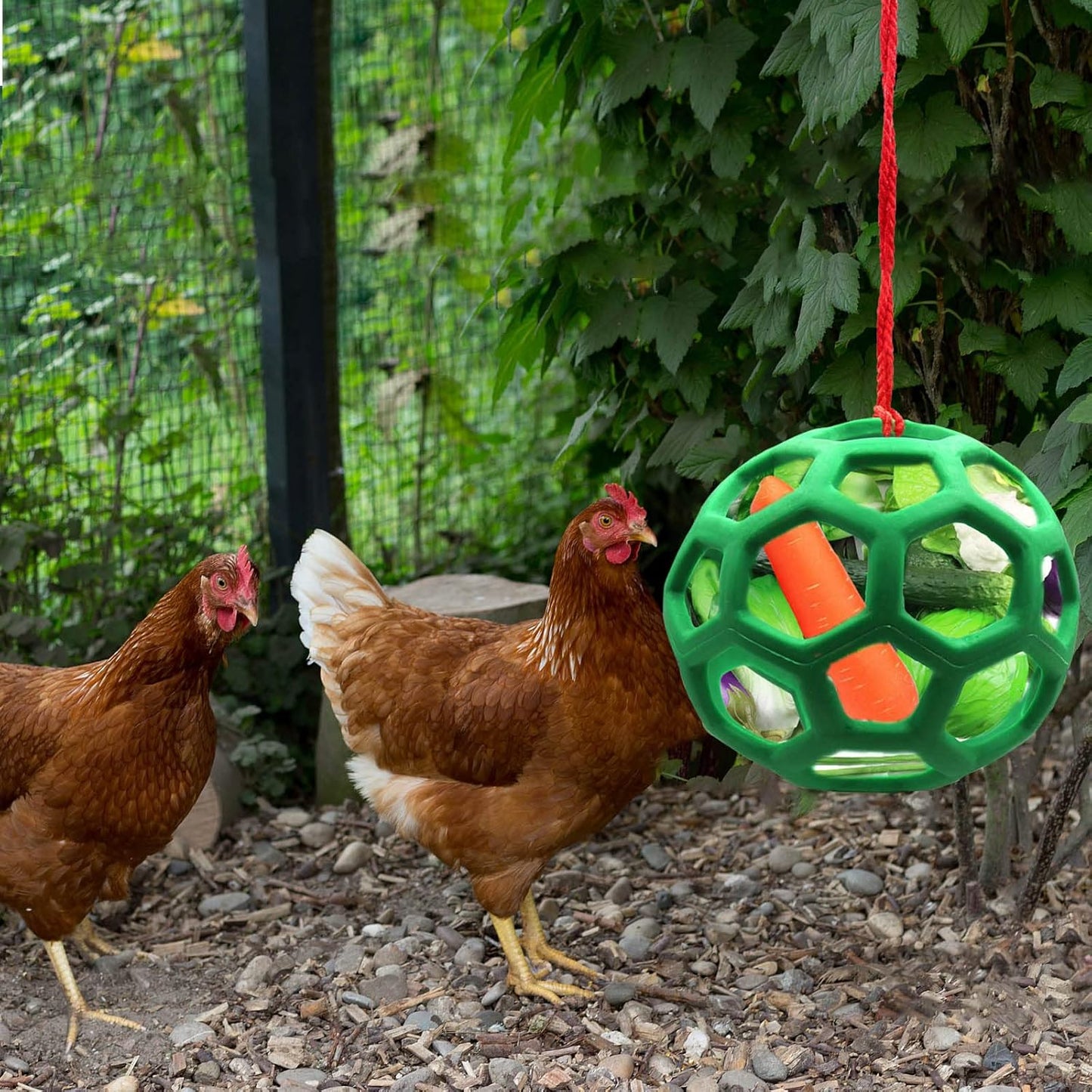 2 Pack Hanging Chicken Feeder Ball Toys
