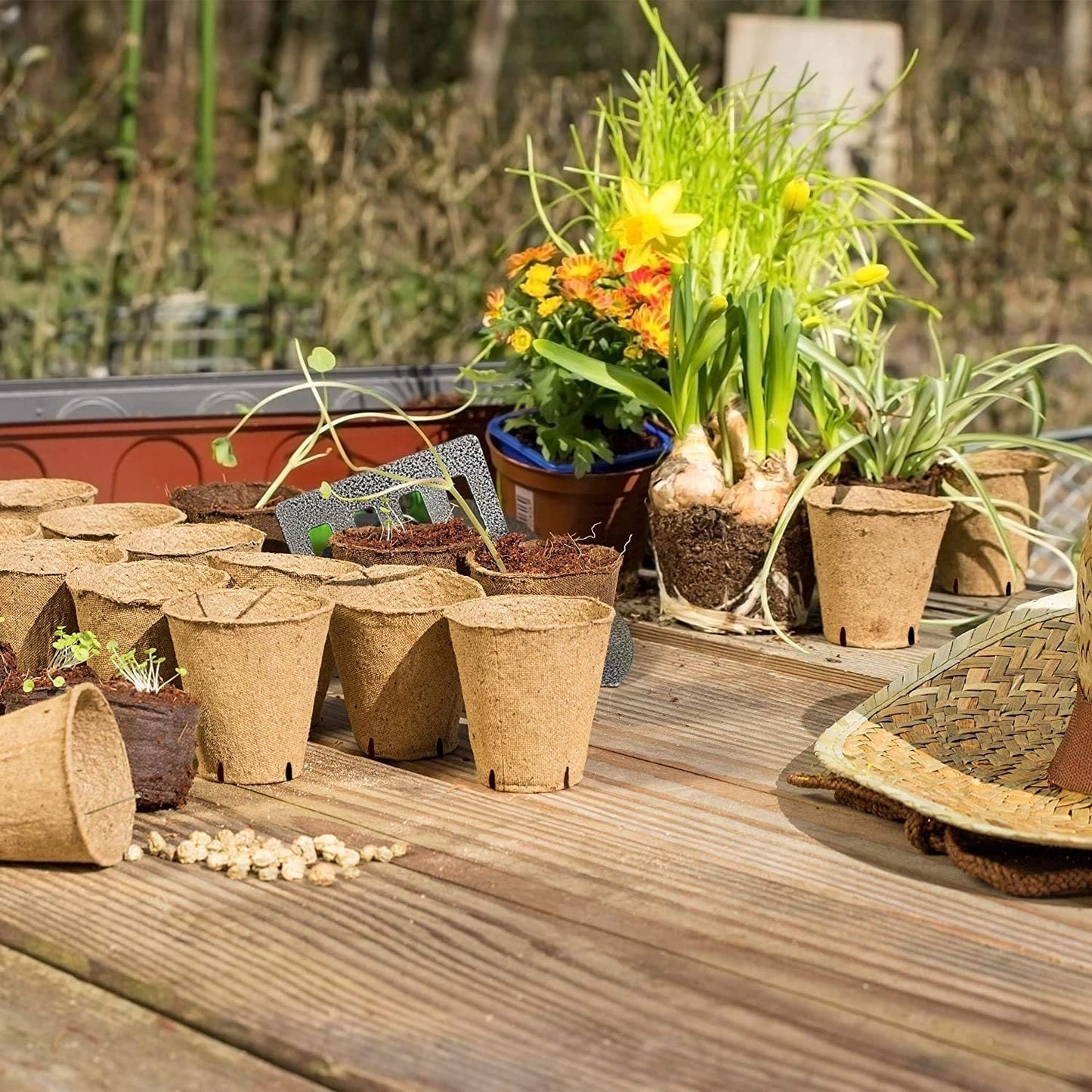 100 Pack Biodegradable Seed Starter Pots