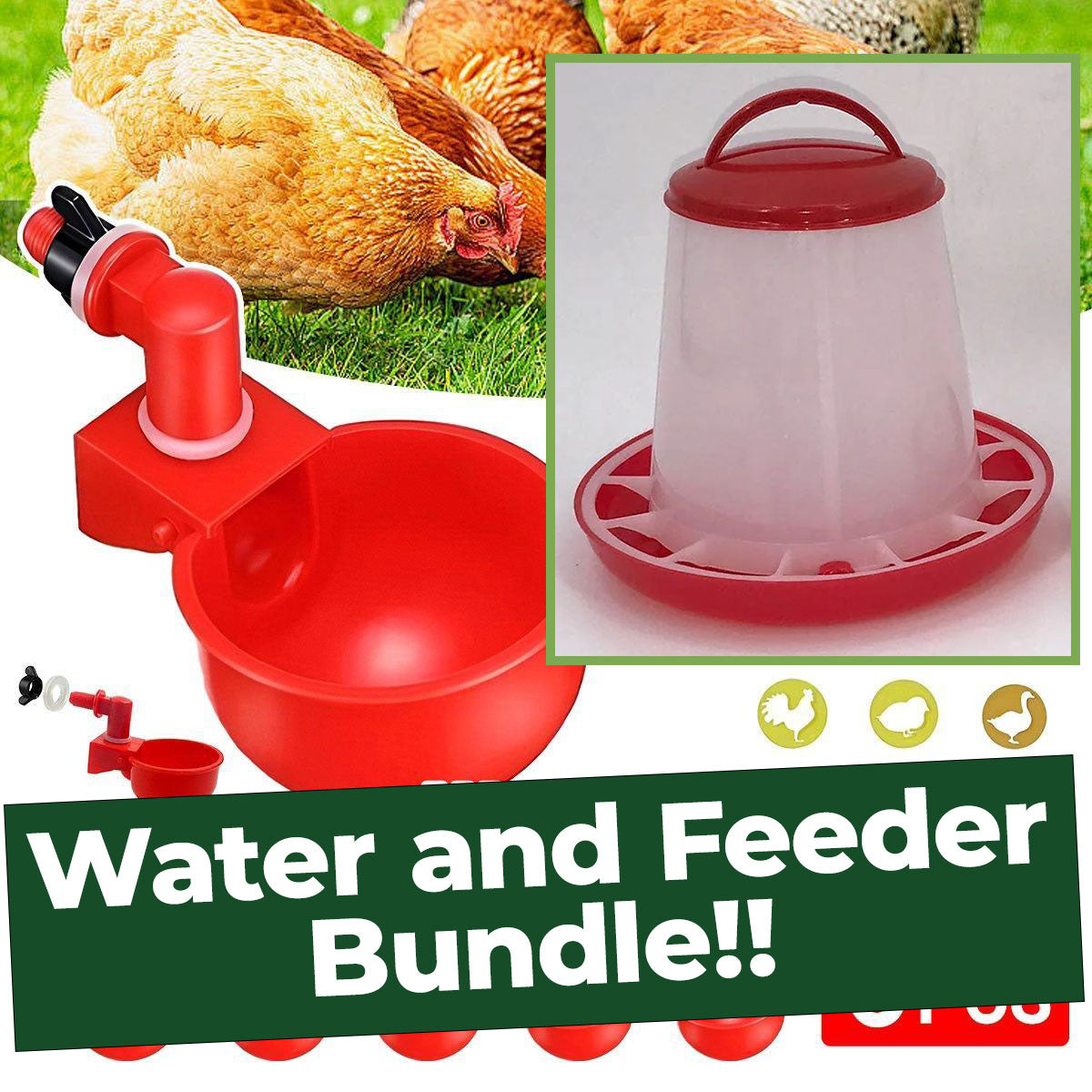 Backyard Chicken Starter Bundle